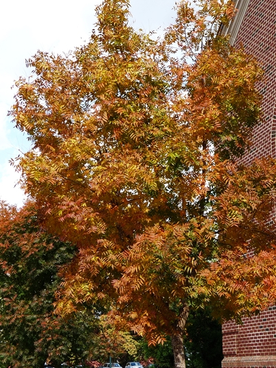 {Pistacia chinensis}